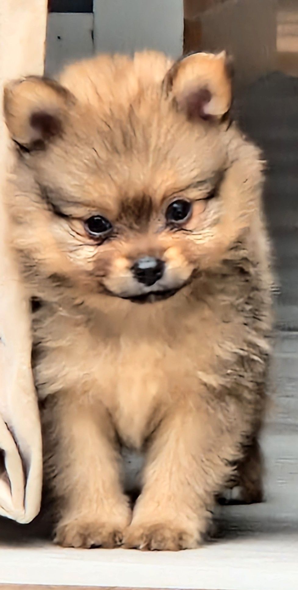 Pomeranian