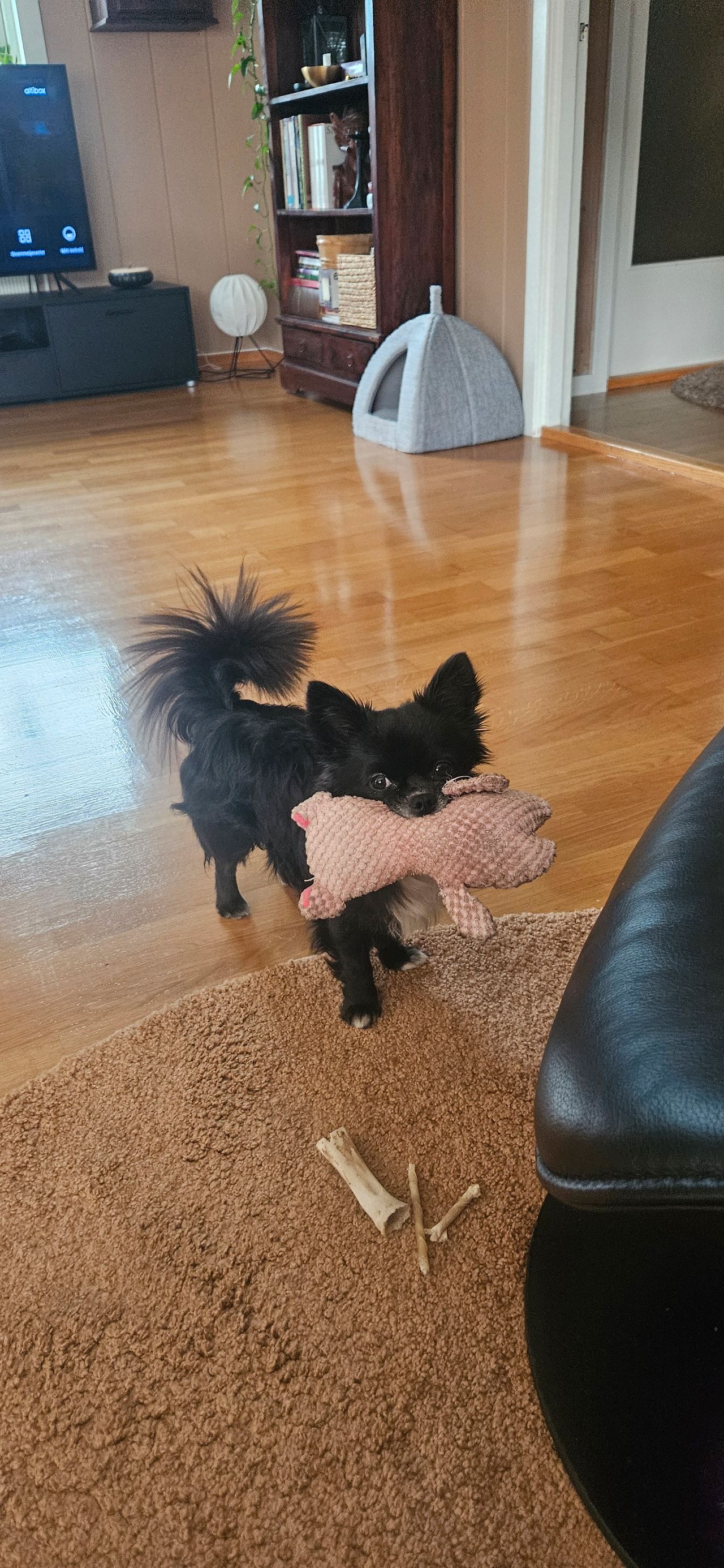 Chihuahua langhåret