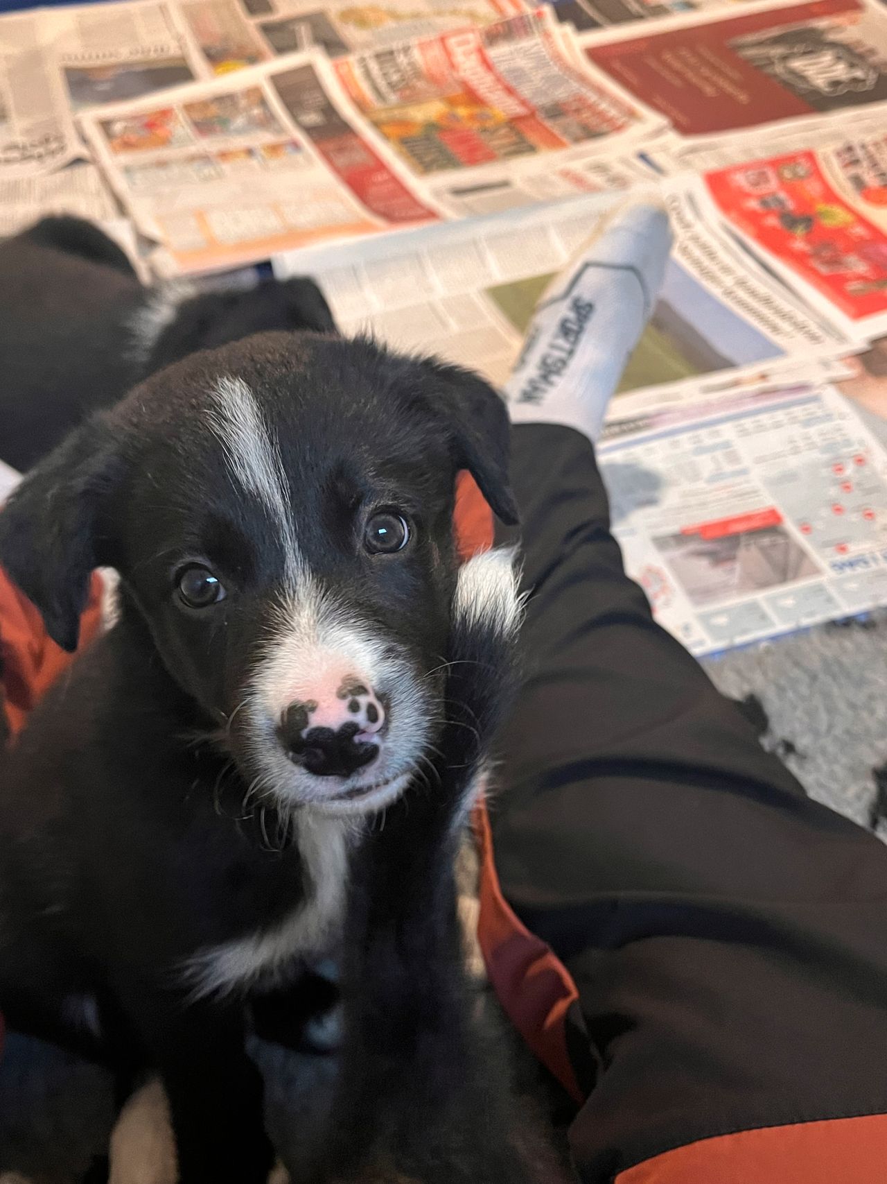 Border collie