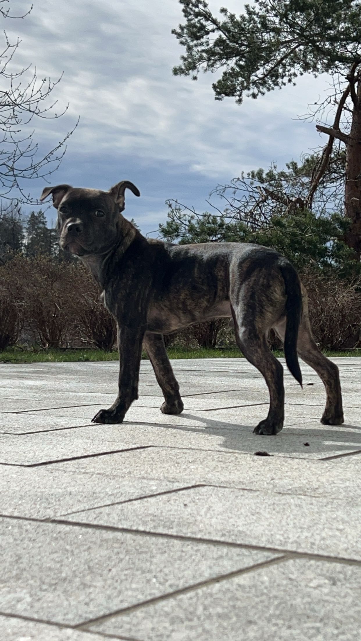 Staffordshire bull terrier