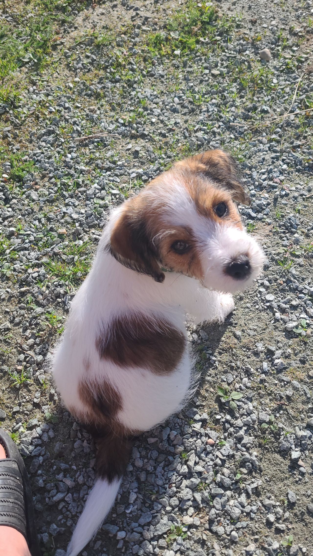 Jack russell terrier