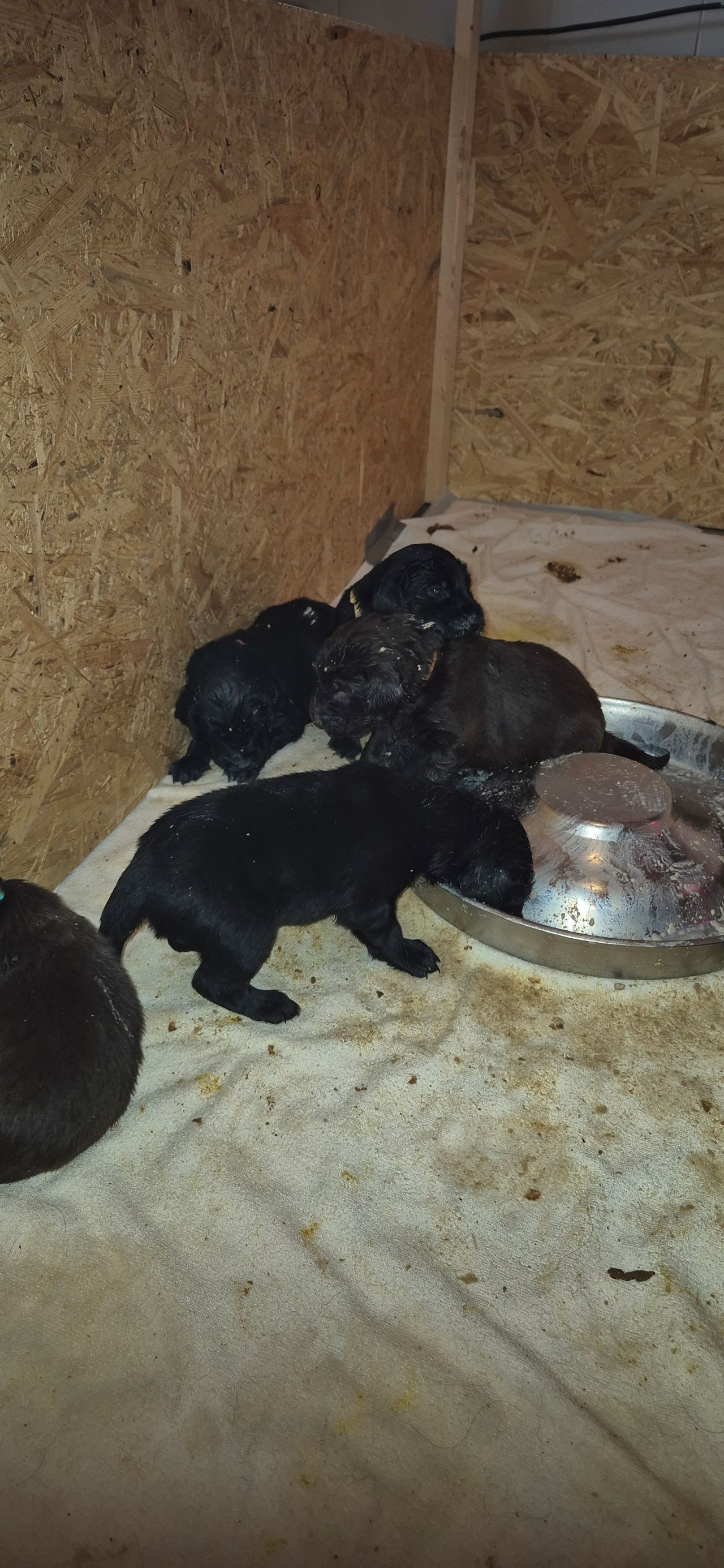 Flat coated retriever