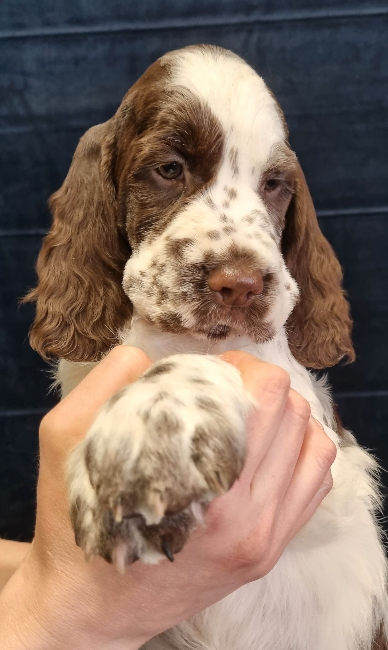 Engelsk springer spaniel