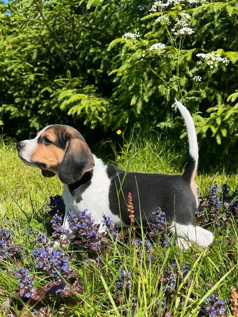 Beagle
