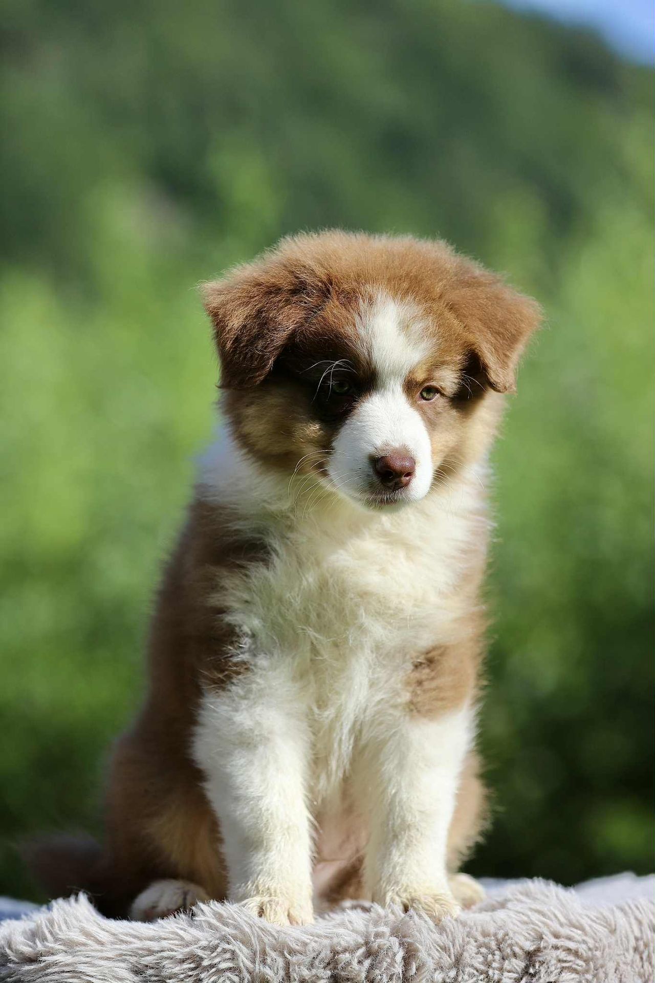 Australian shepherd