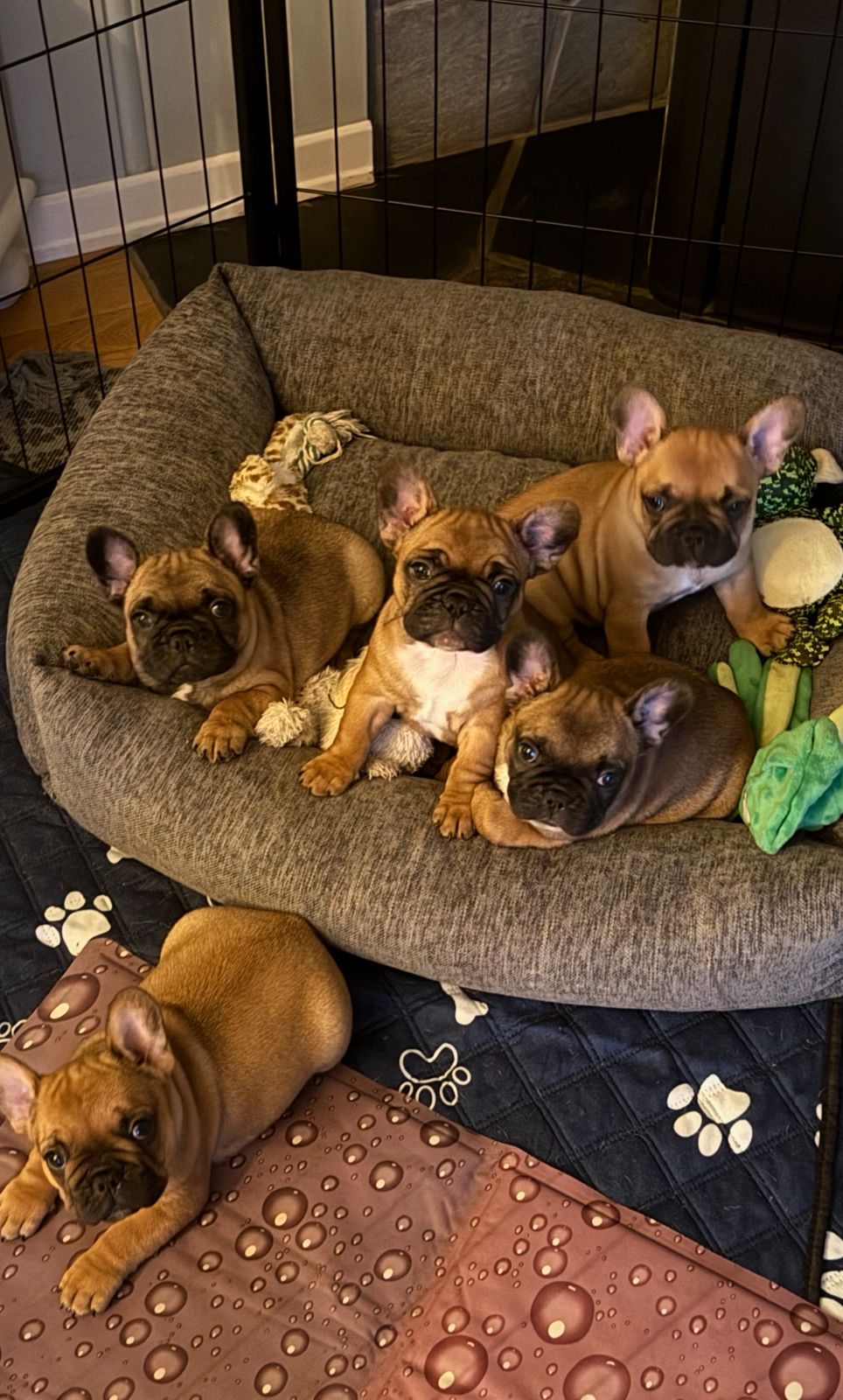 Fransk bulldog
