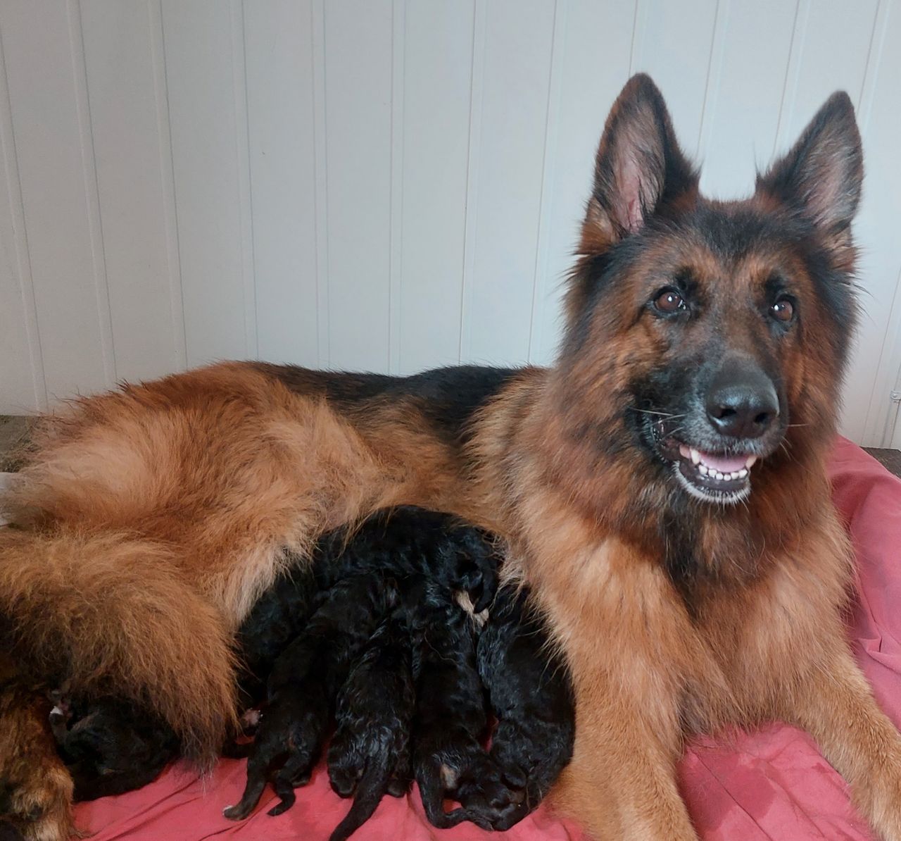 Schäferhund langhår