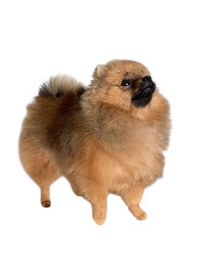 Pomeranian