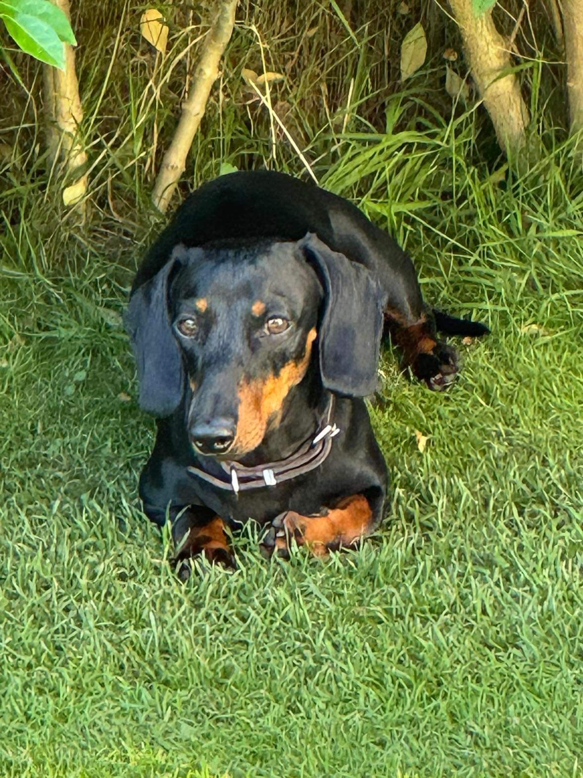 Dachshund korthåret