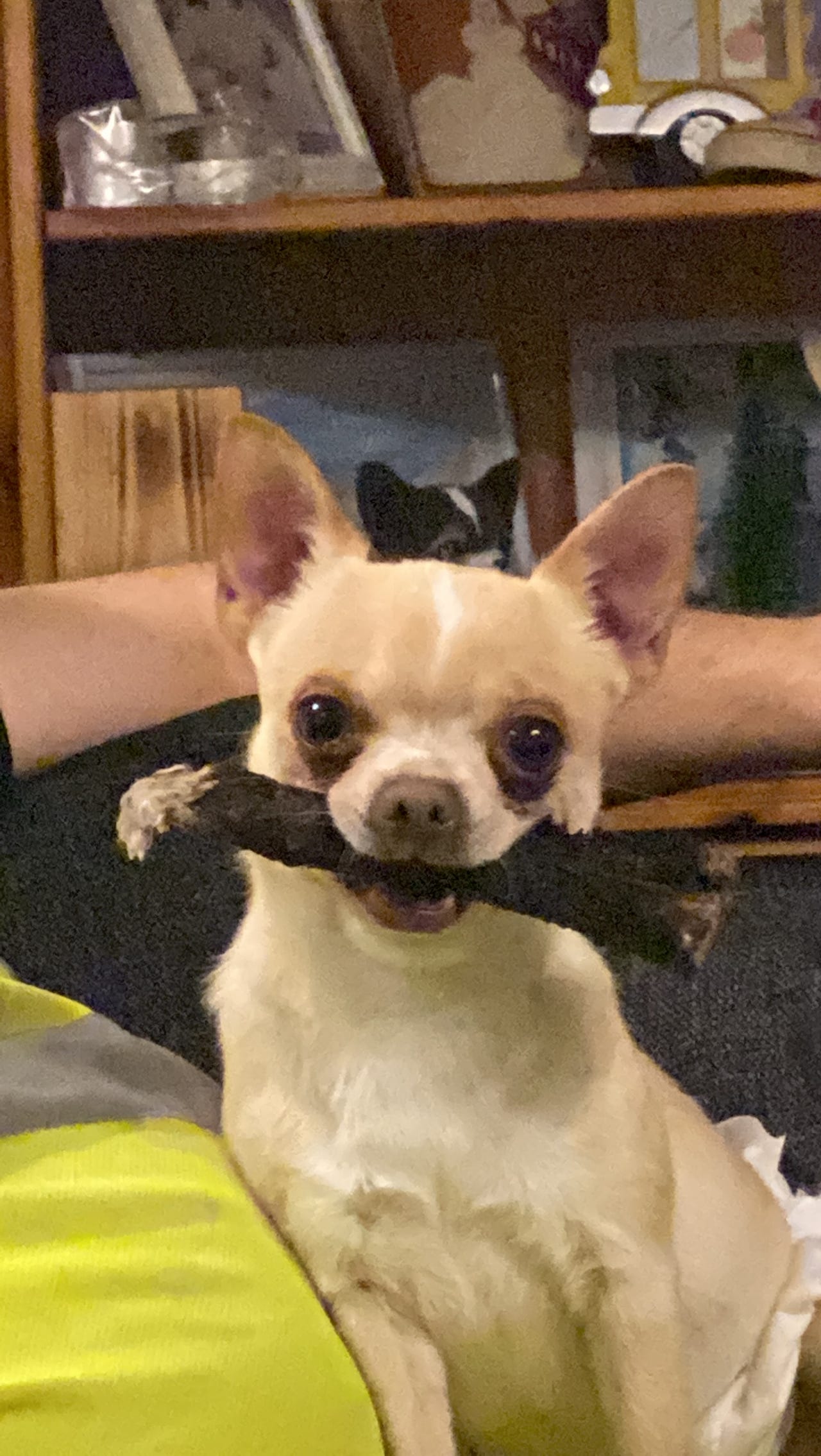 Chihuahua korthåret