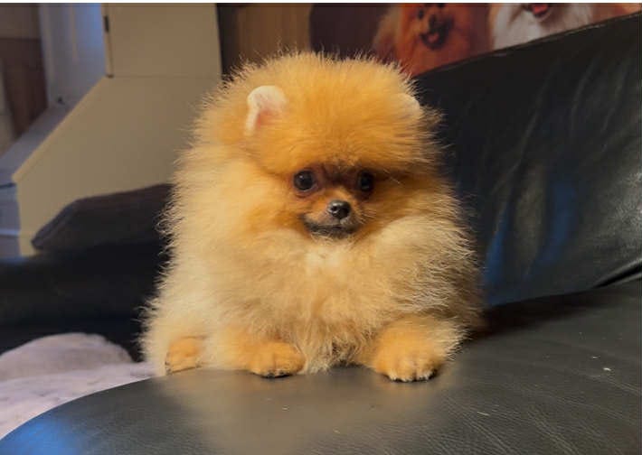 Pomeranian