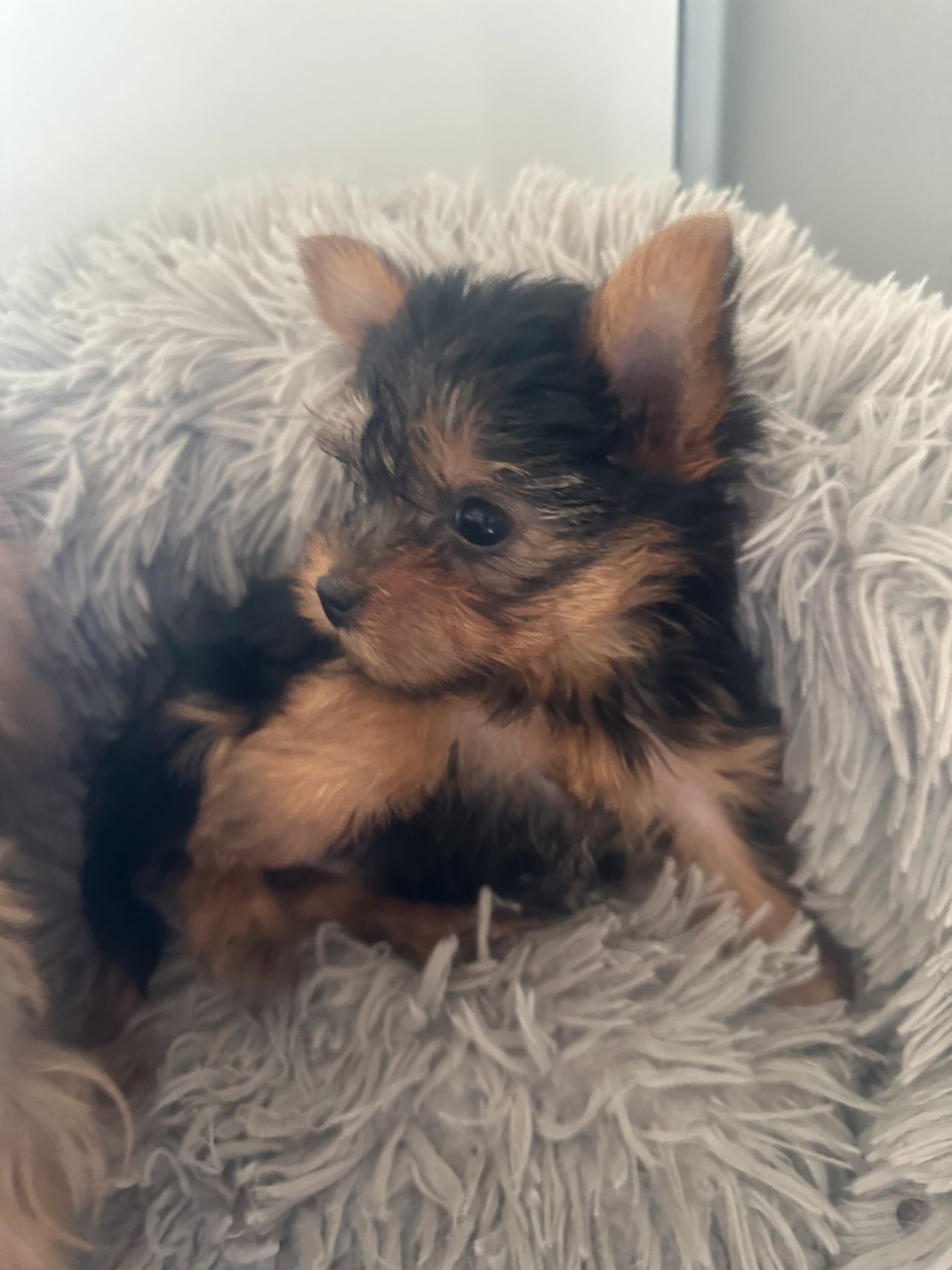 Yorkshire terrier