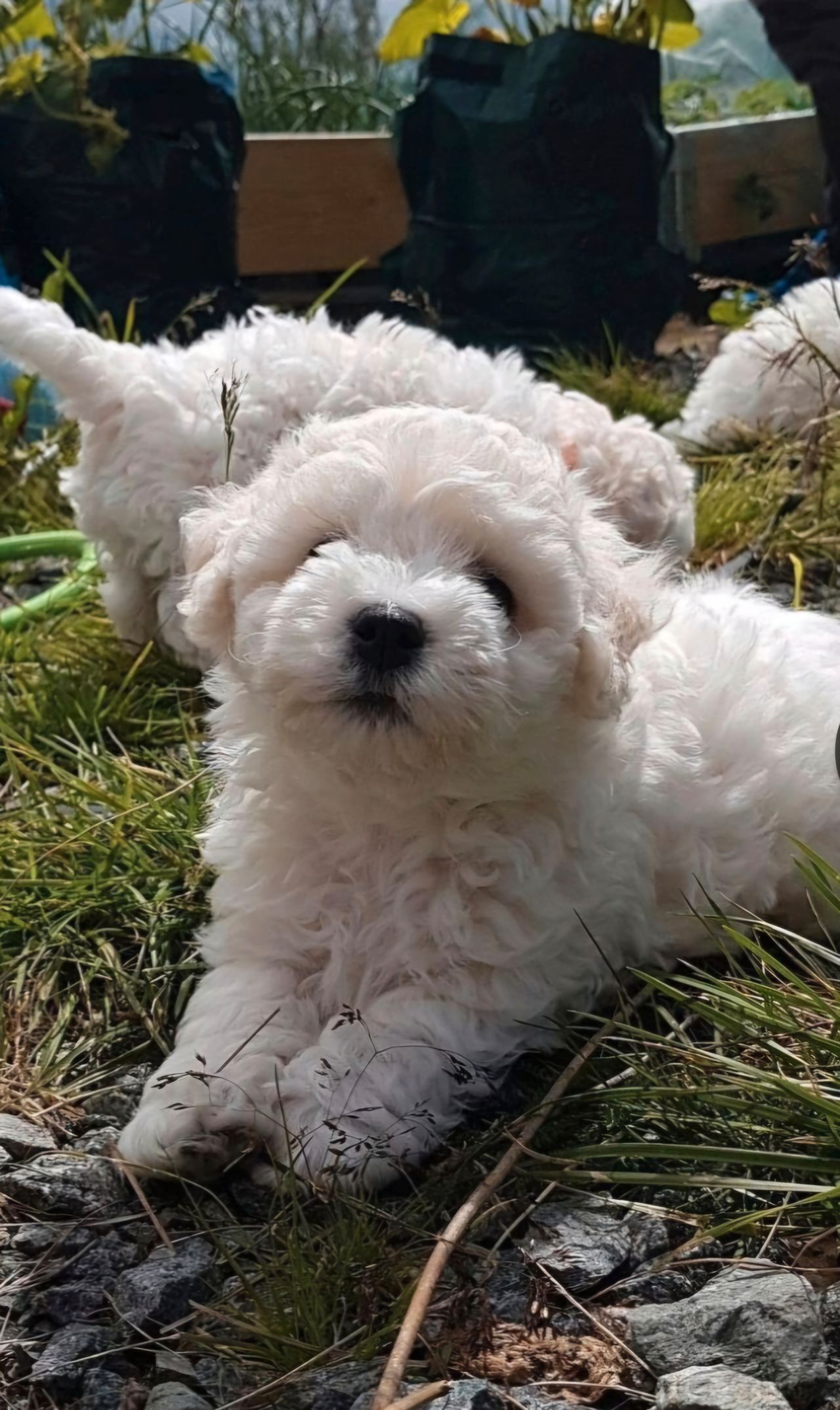 Bichon frisé