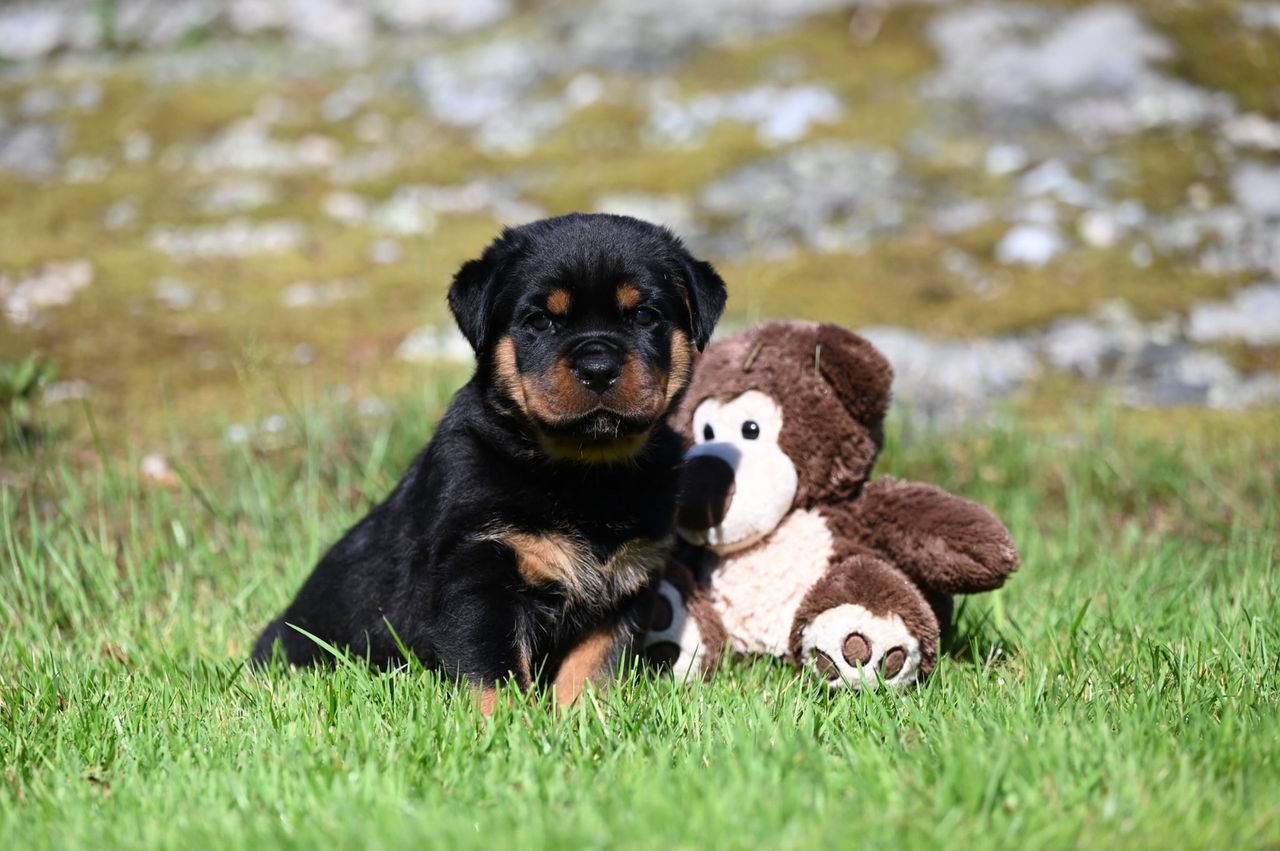 Rottweiler