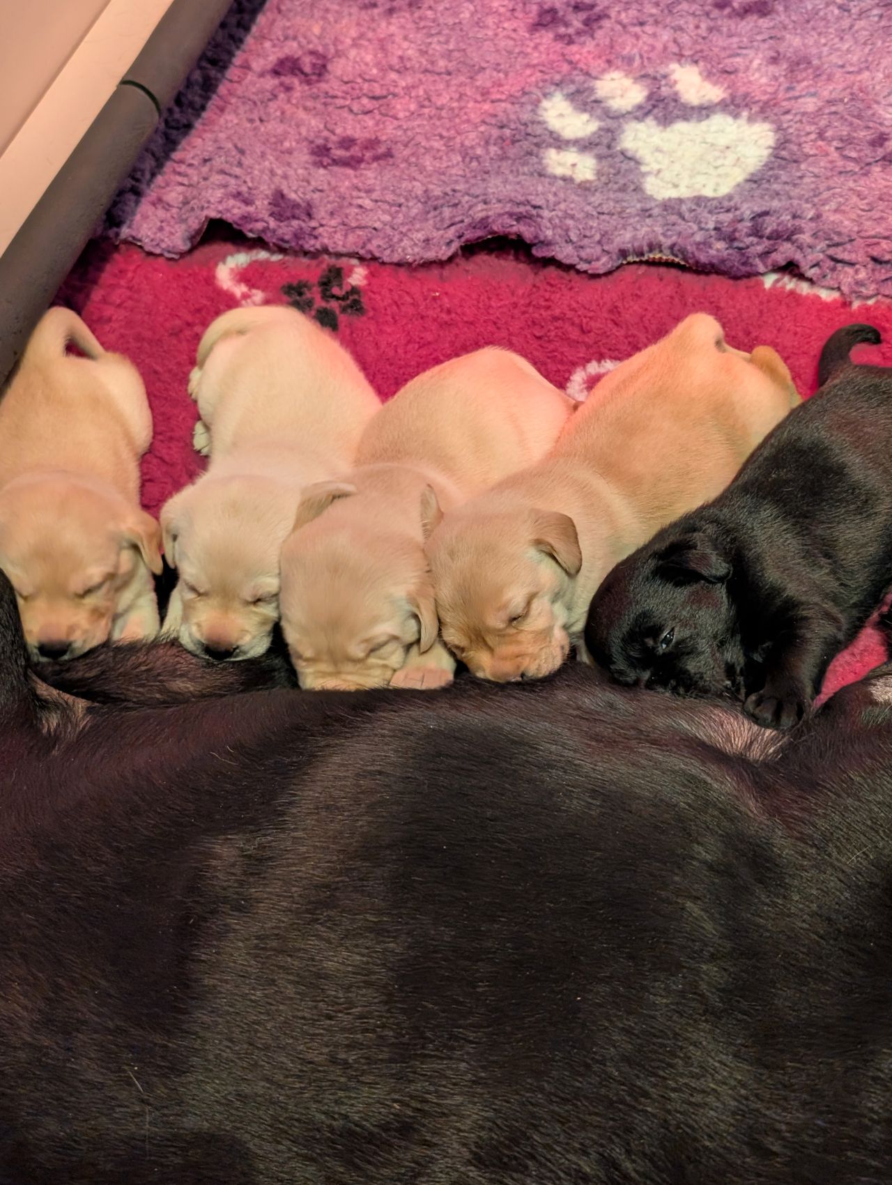 Labrador retriever