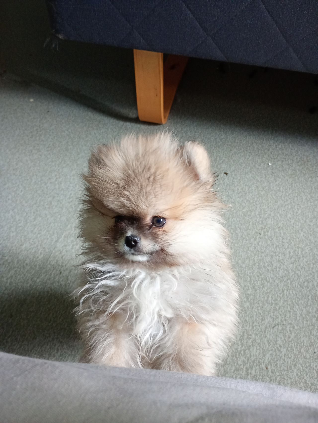 Pomeranian