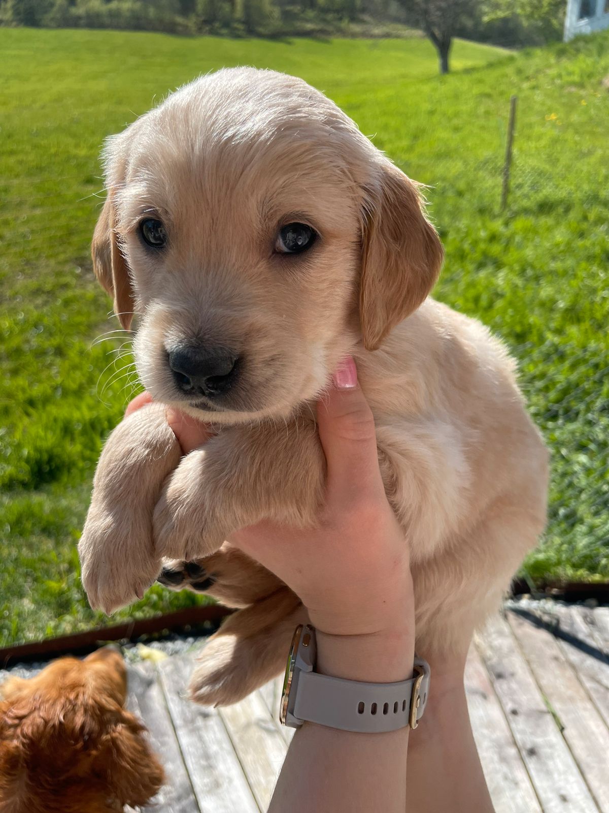 Golden retriever