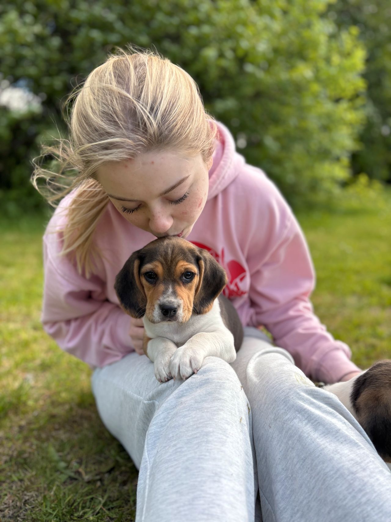 Beagle