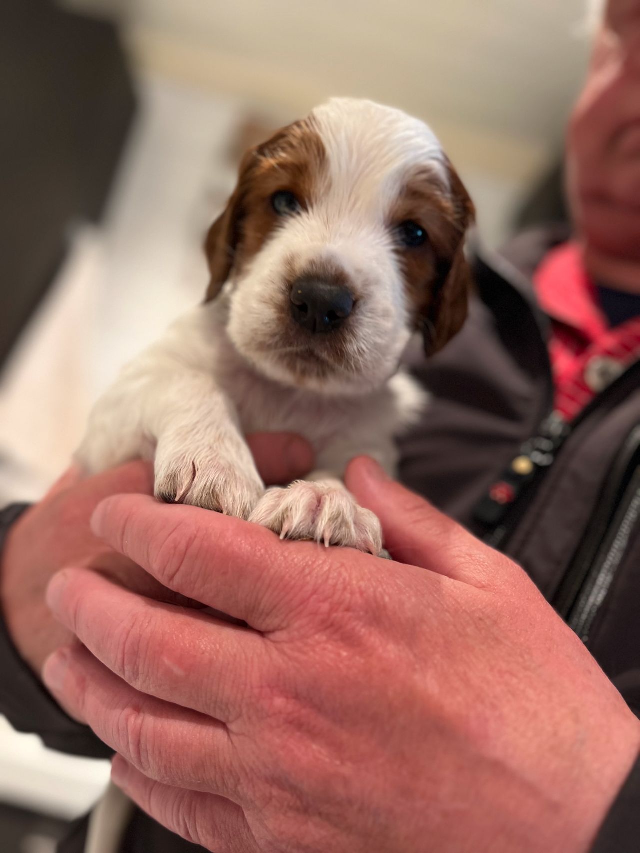 Welsh springer spaniel