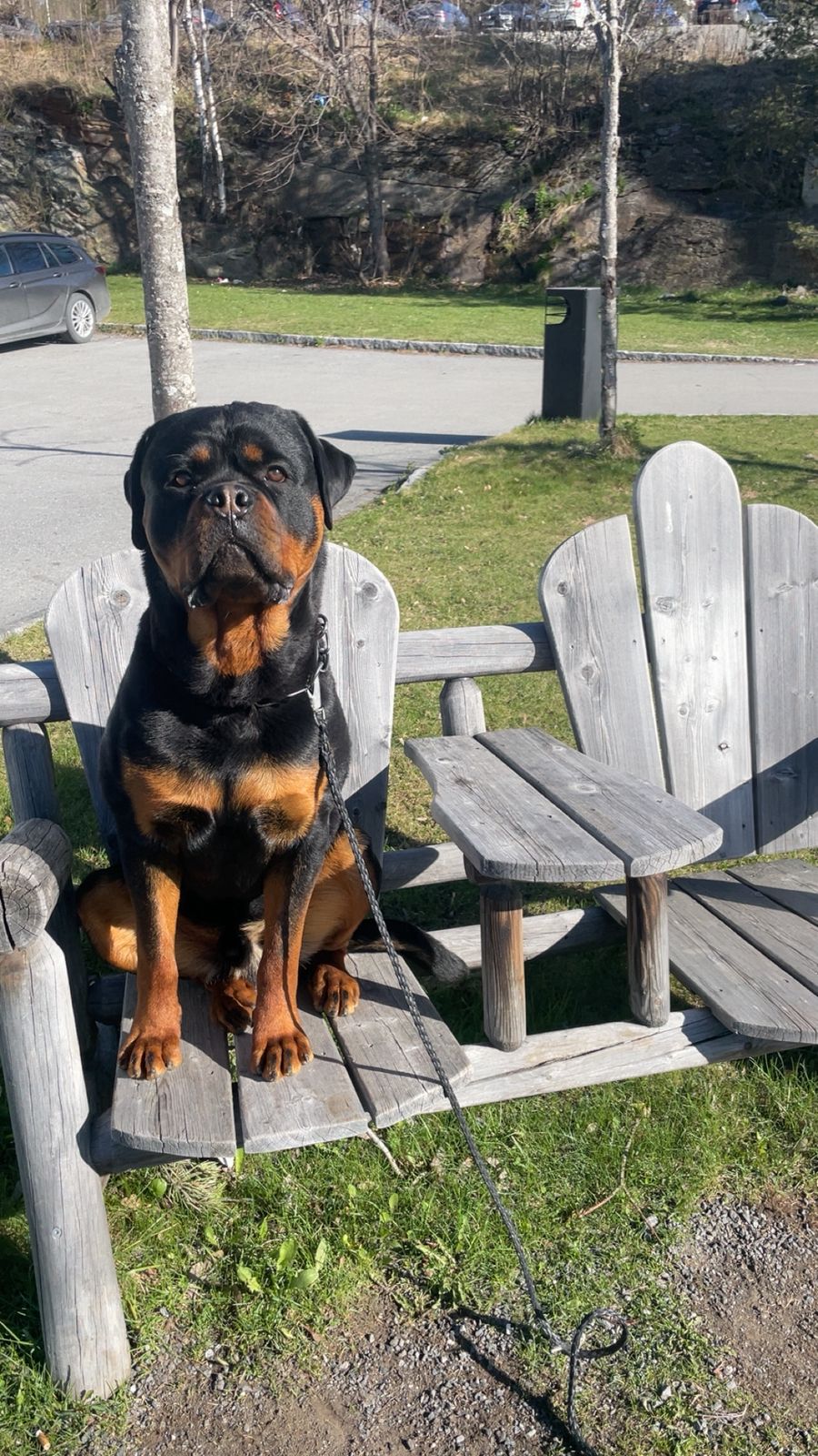 Rottweiler