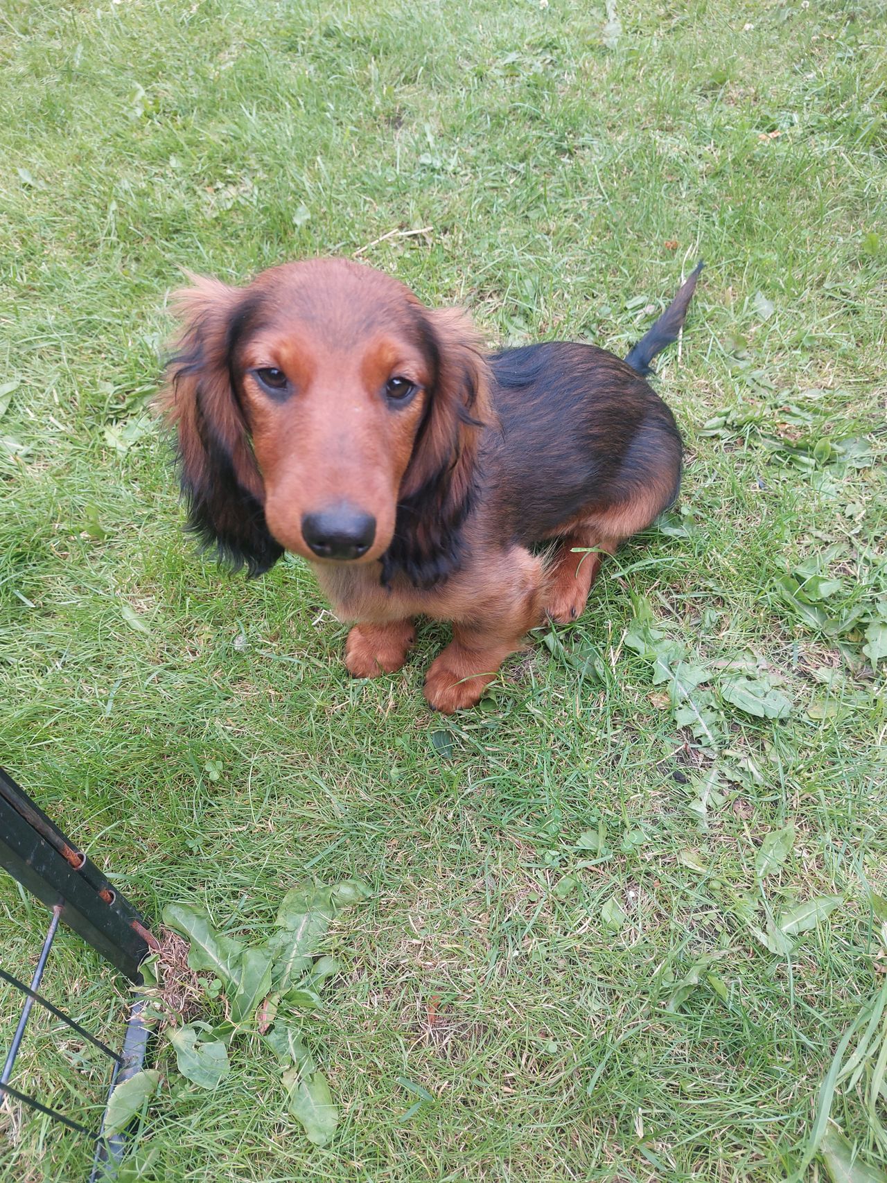 Dachshund langhåret