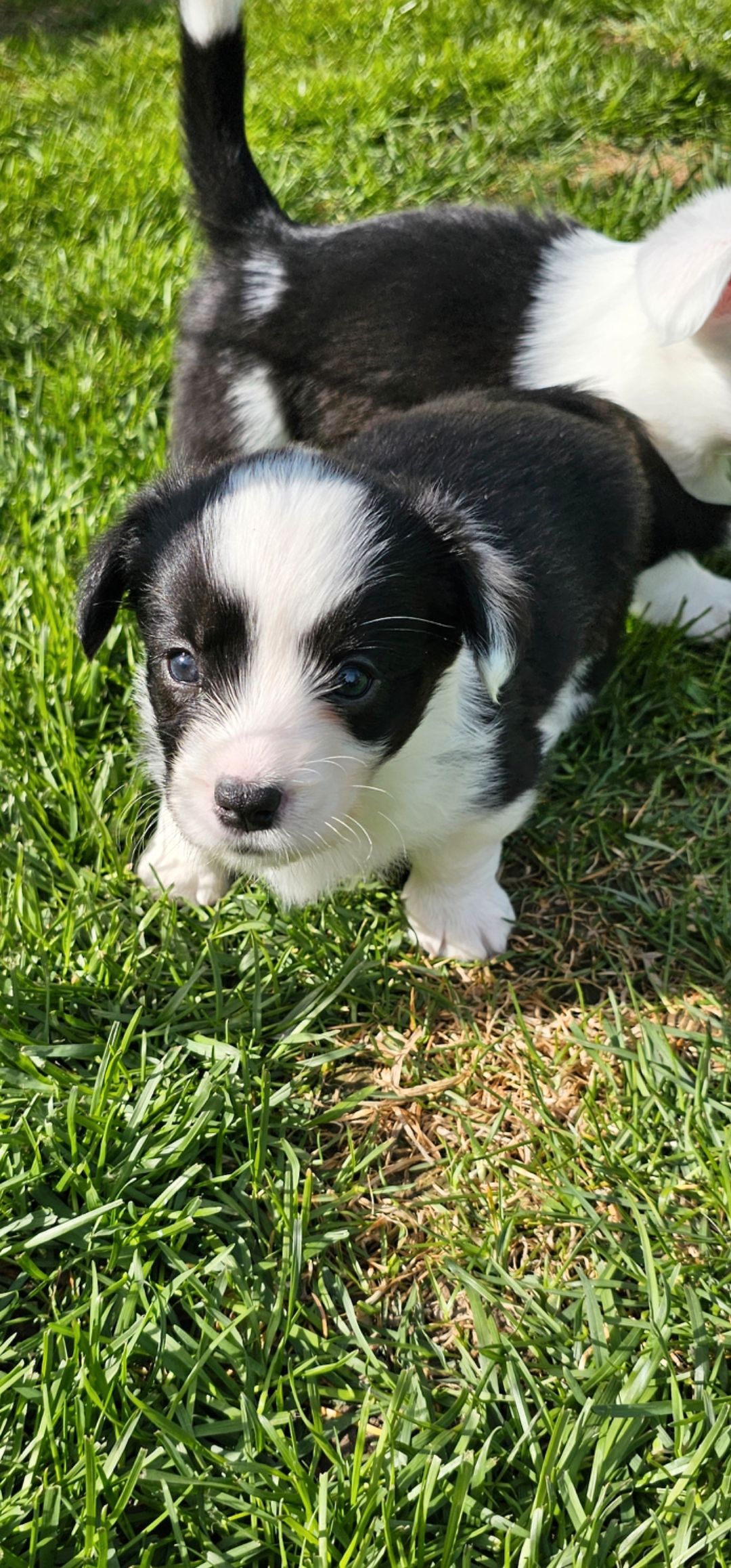 Welsh corgi cardigan
