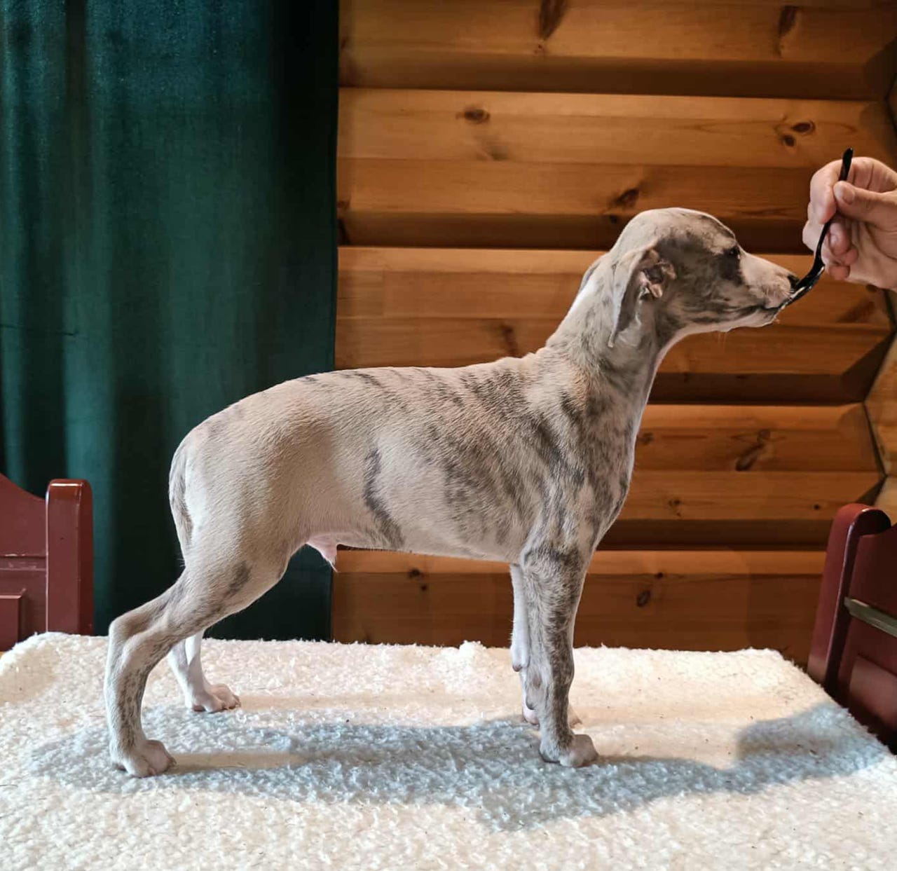 Whippet
