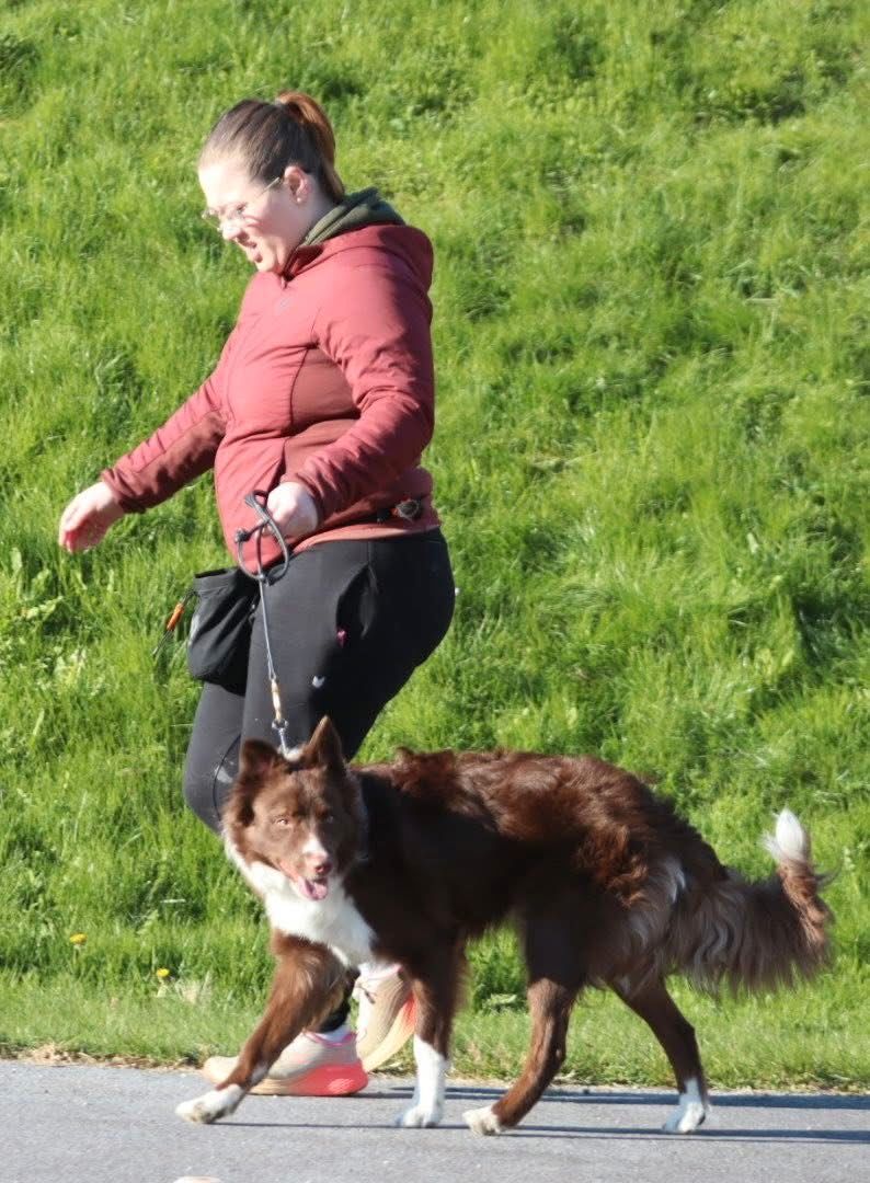 Border collie