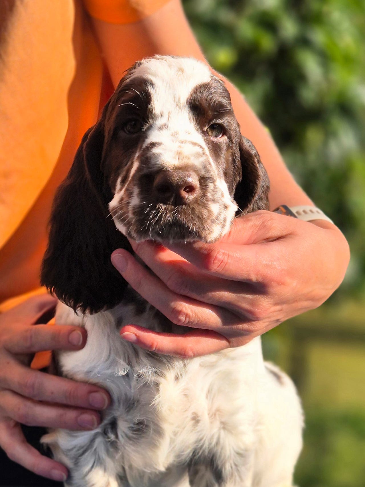 Engelsk springer spaniel