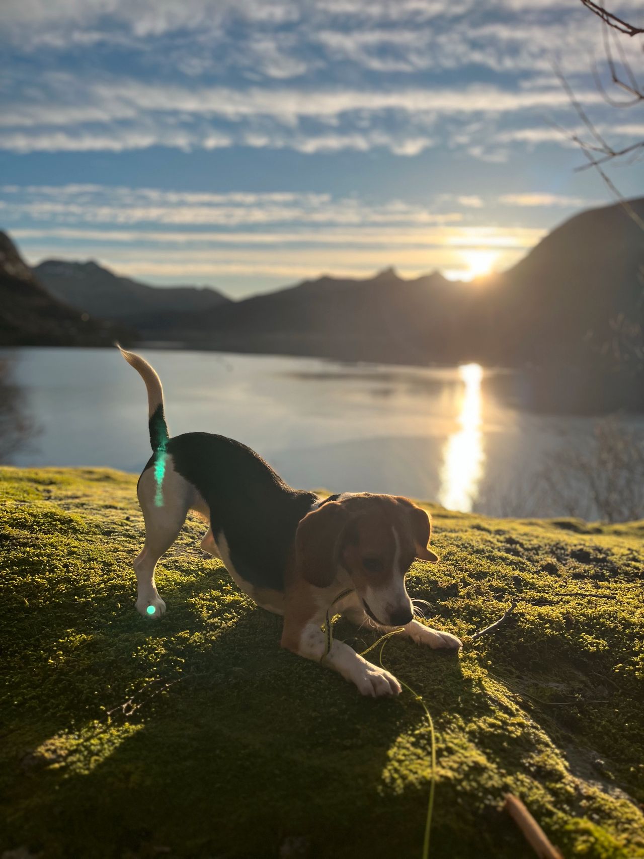 Beagle