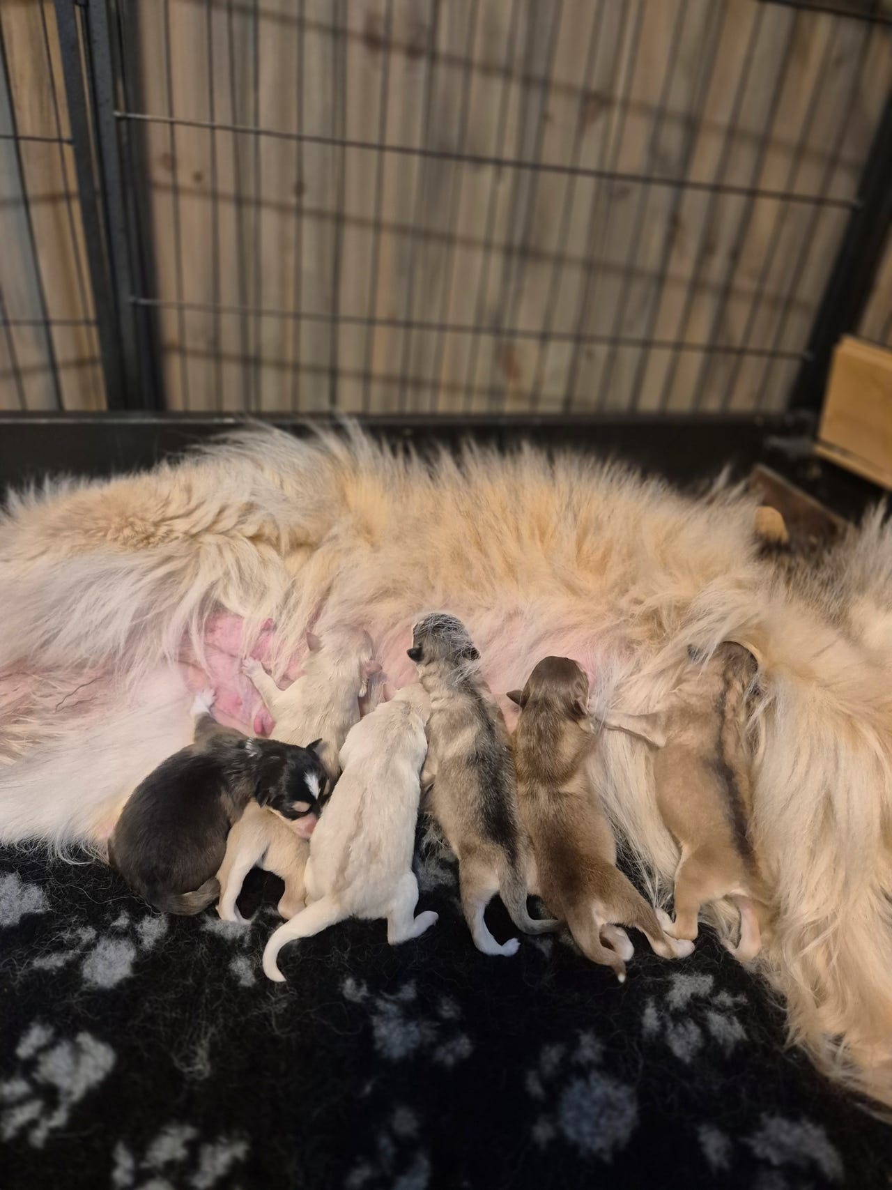 Finsk lapphund