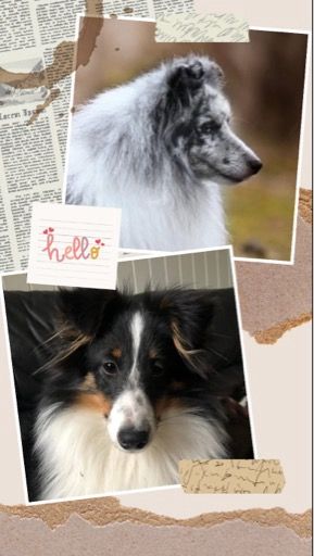 Shetland sheepdog