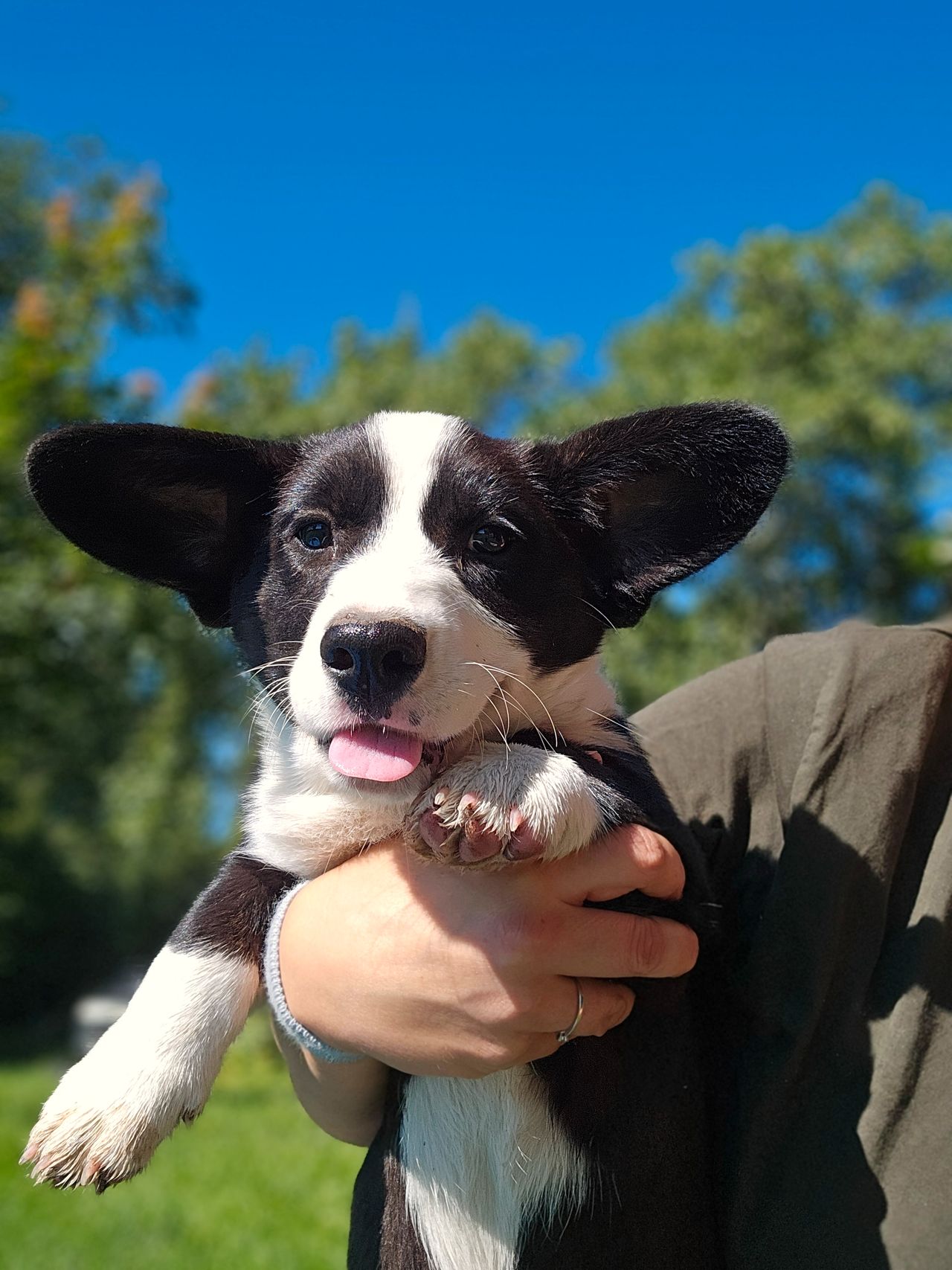 Welsh corgi cardigan