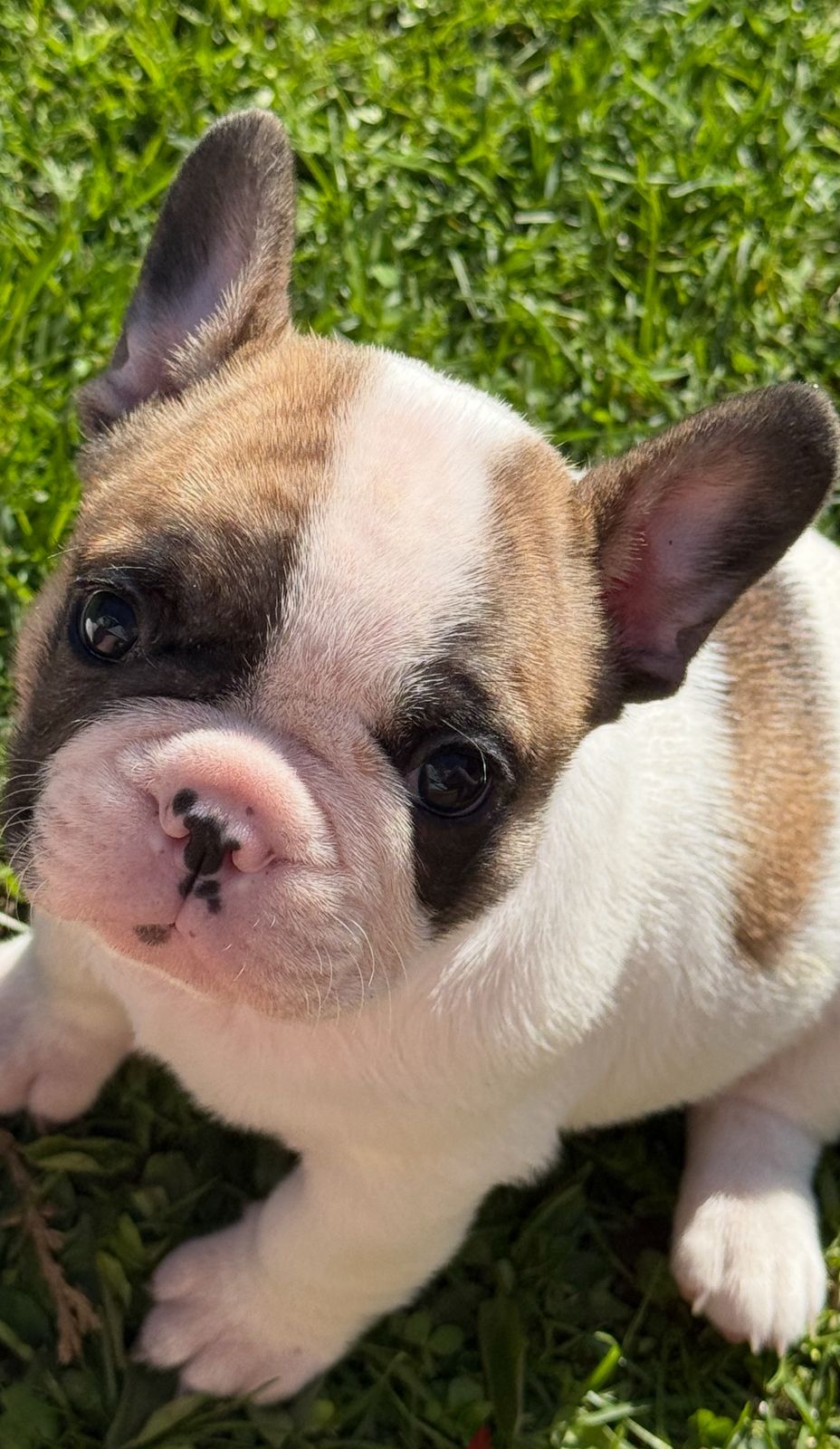 Fransk bulldog
