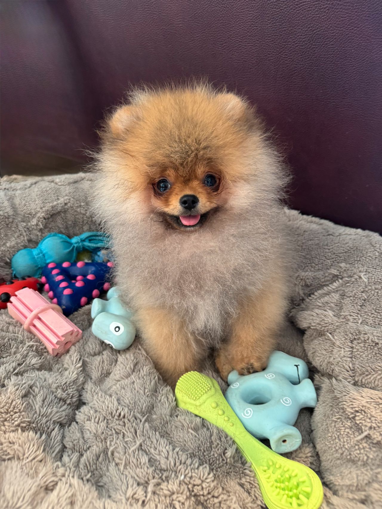 Pomeranian