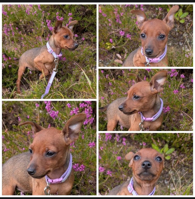 Dvergpinscher