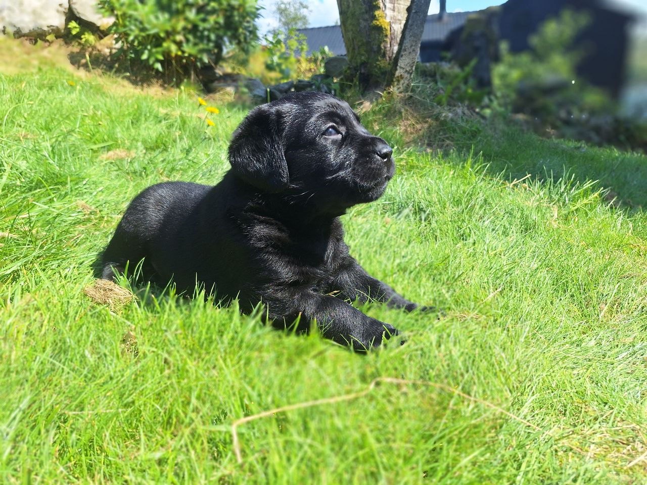 Labrador retriever