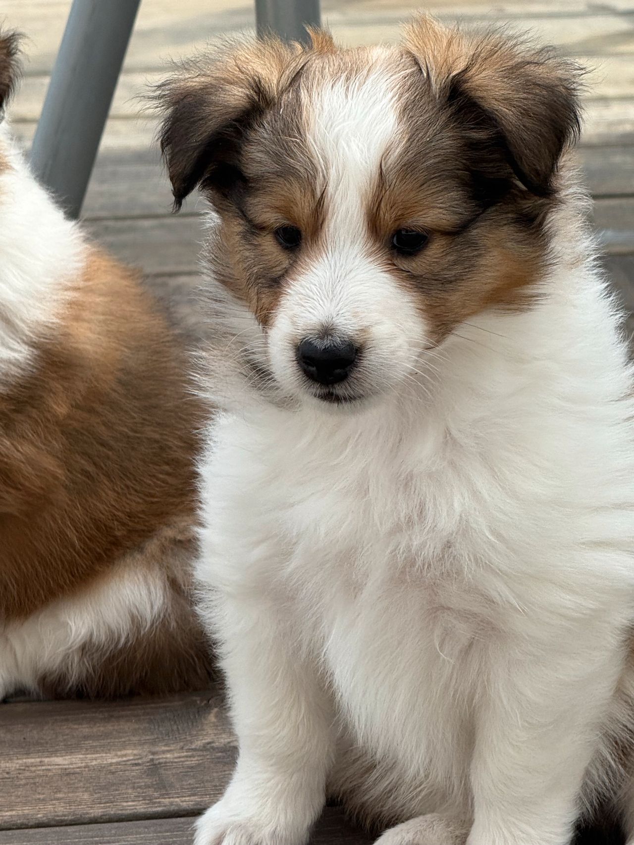 Shetland sheepdog