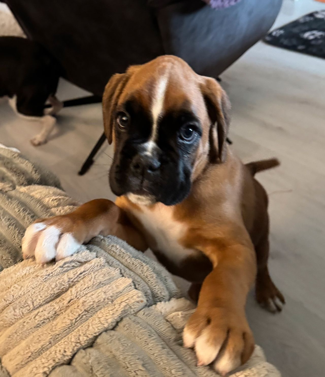 Boxer