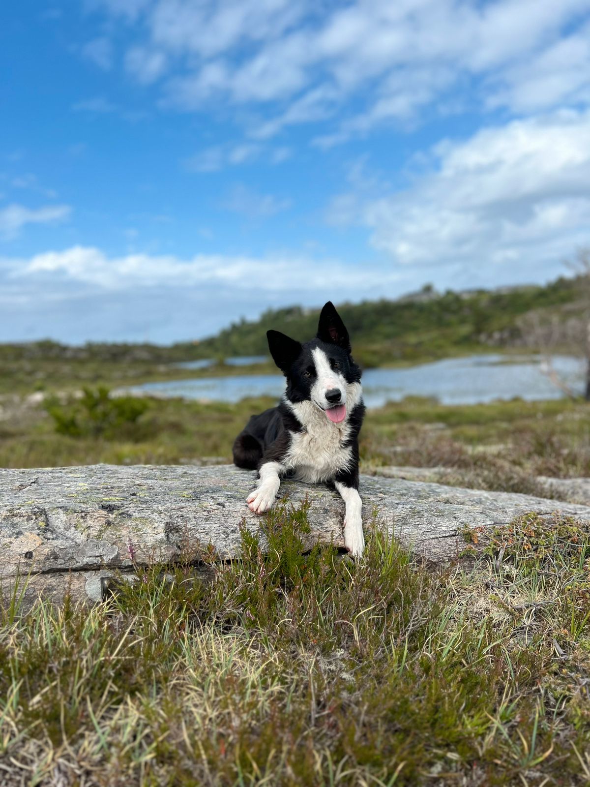 Border collie