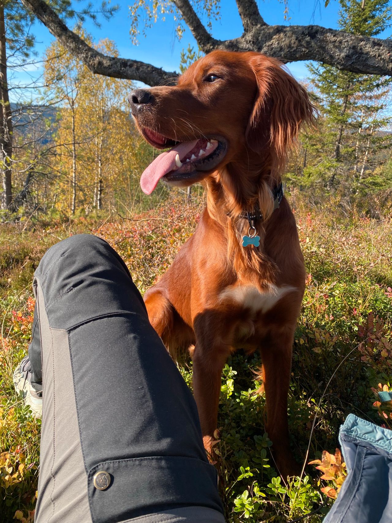 Irsk setter