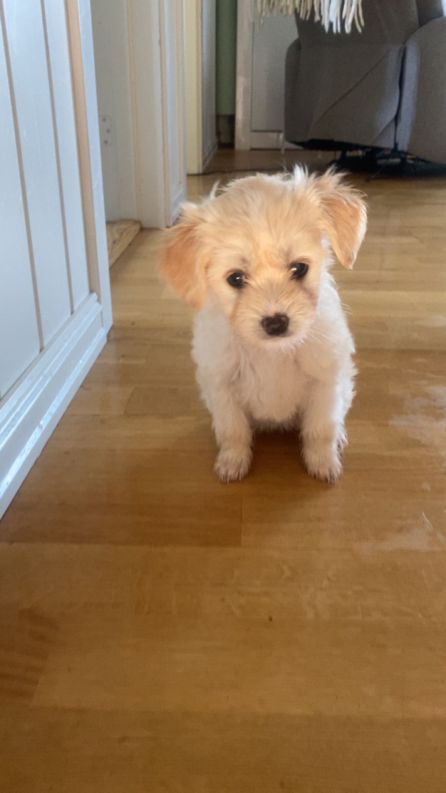 Chinese crested powderpuff