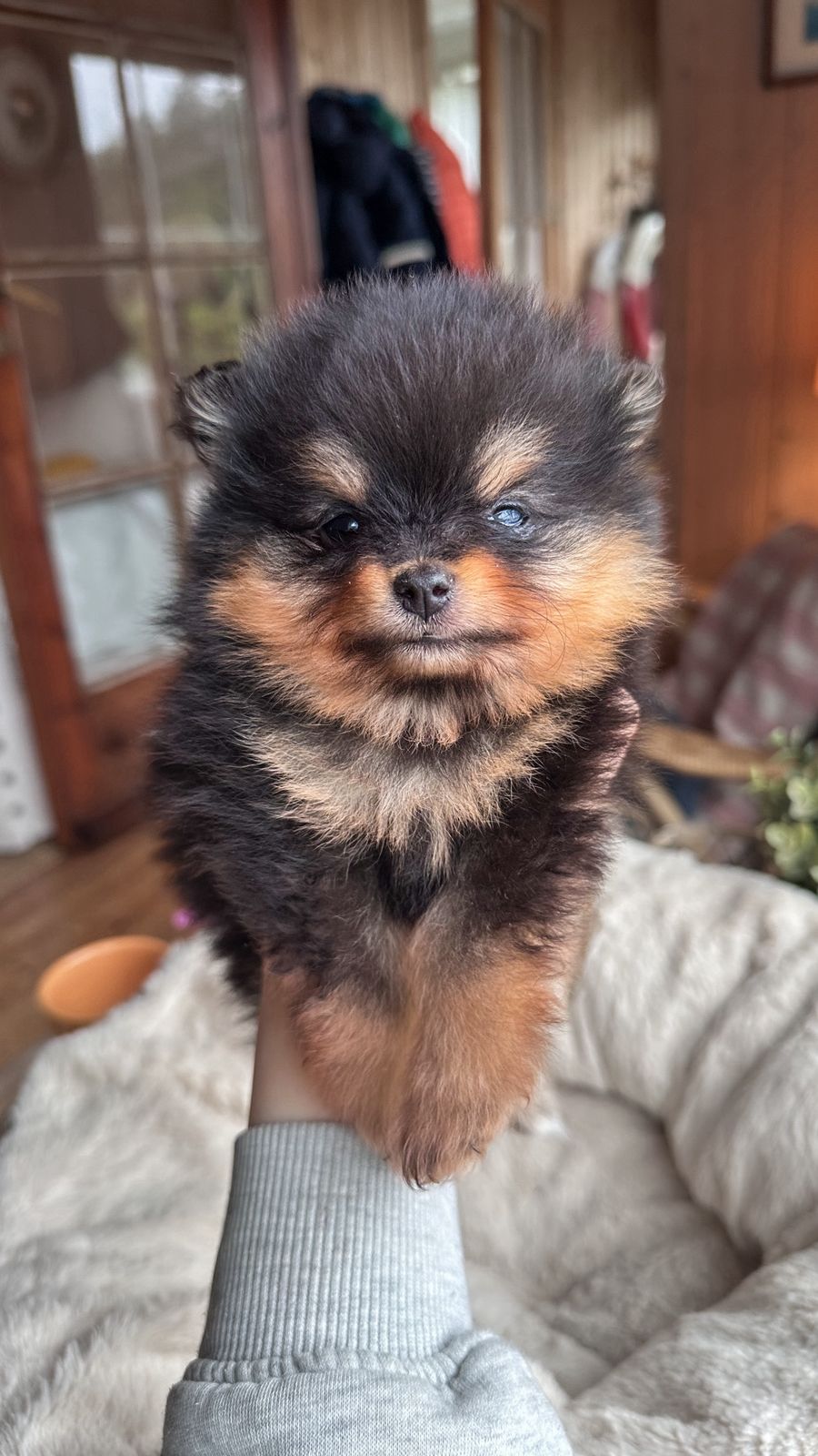 Pomeranian