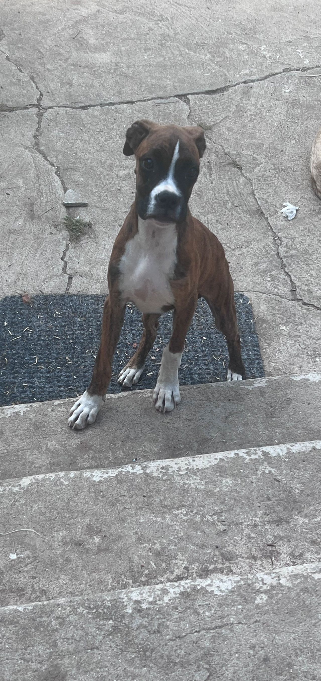 Boxer