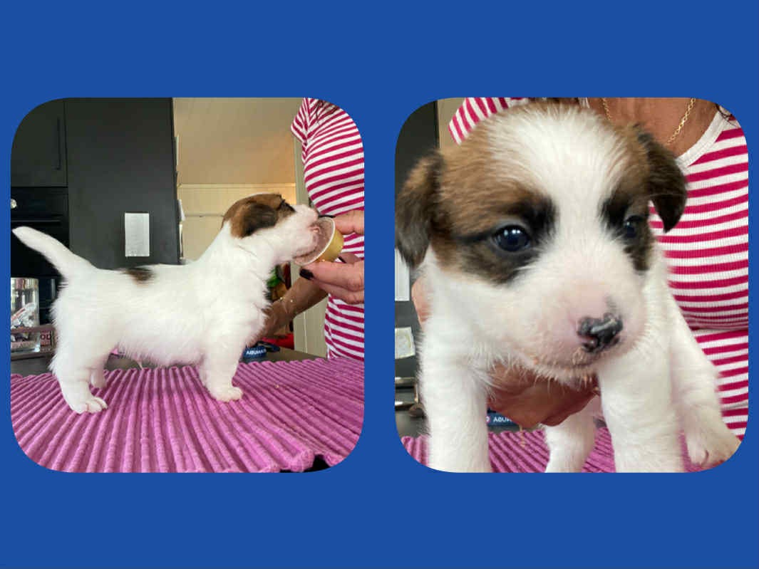 Jack russell terrier