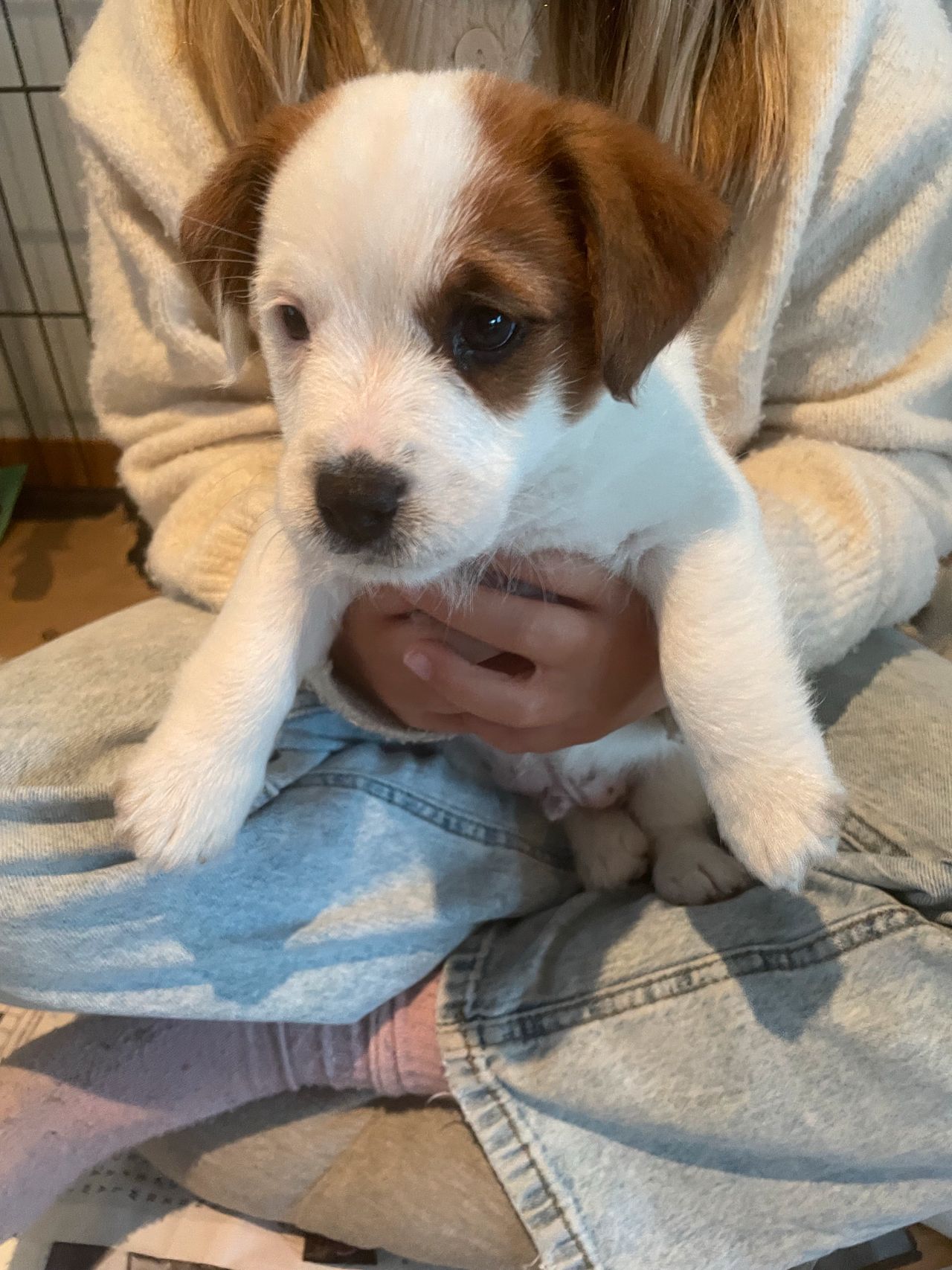 Jack russell terrier