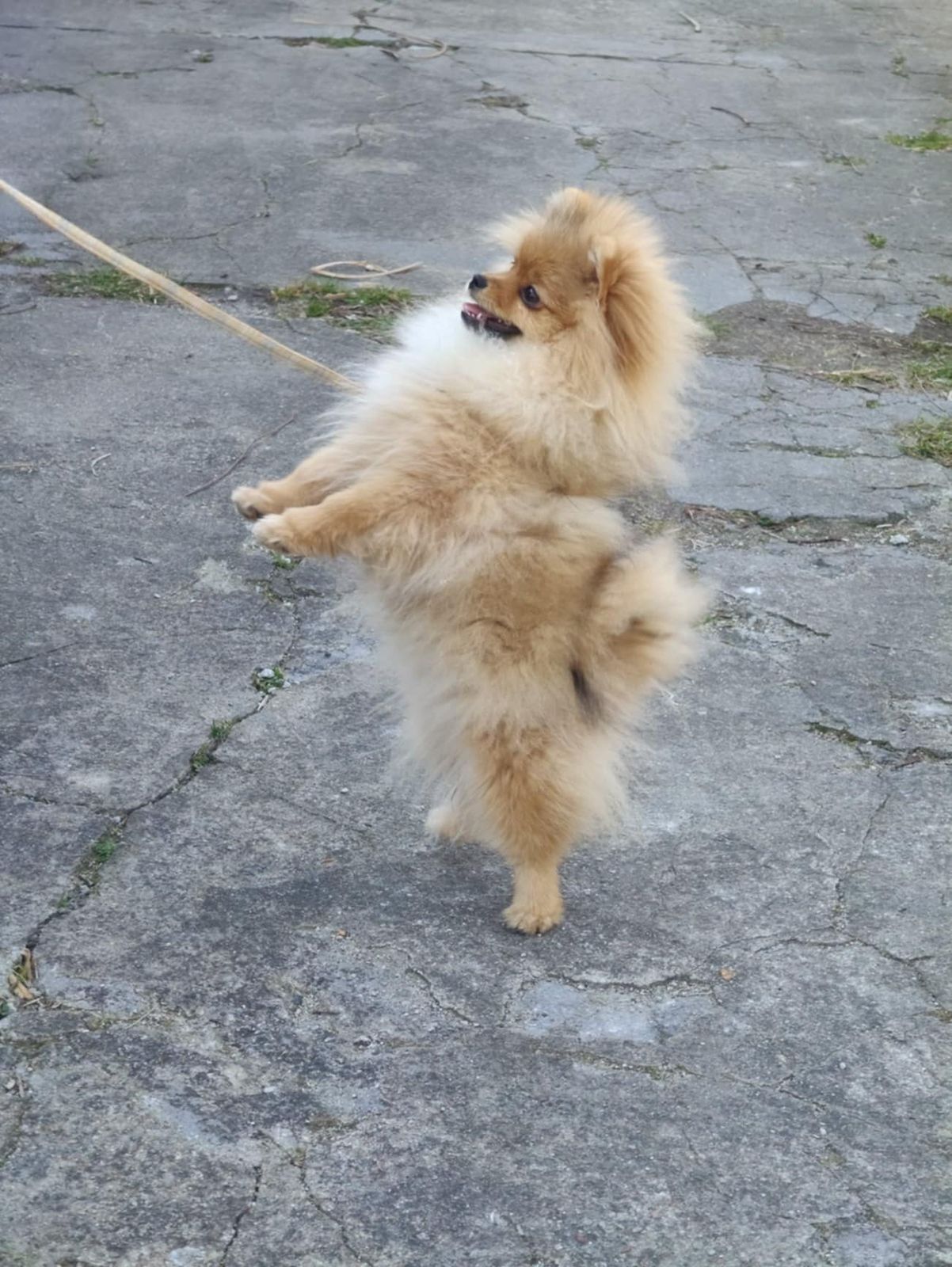 Pomeranian