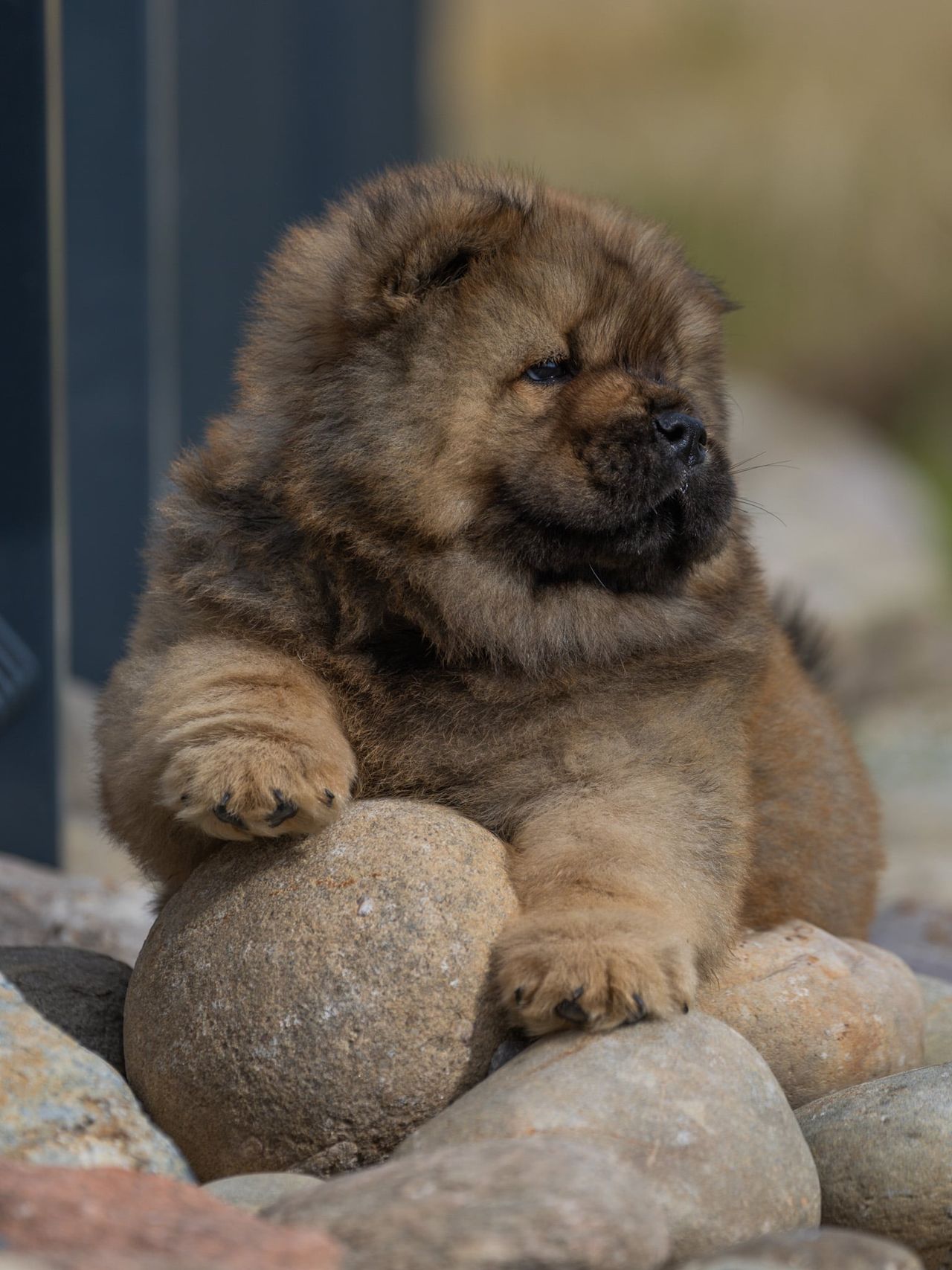 Chow chow