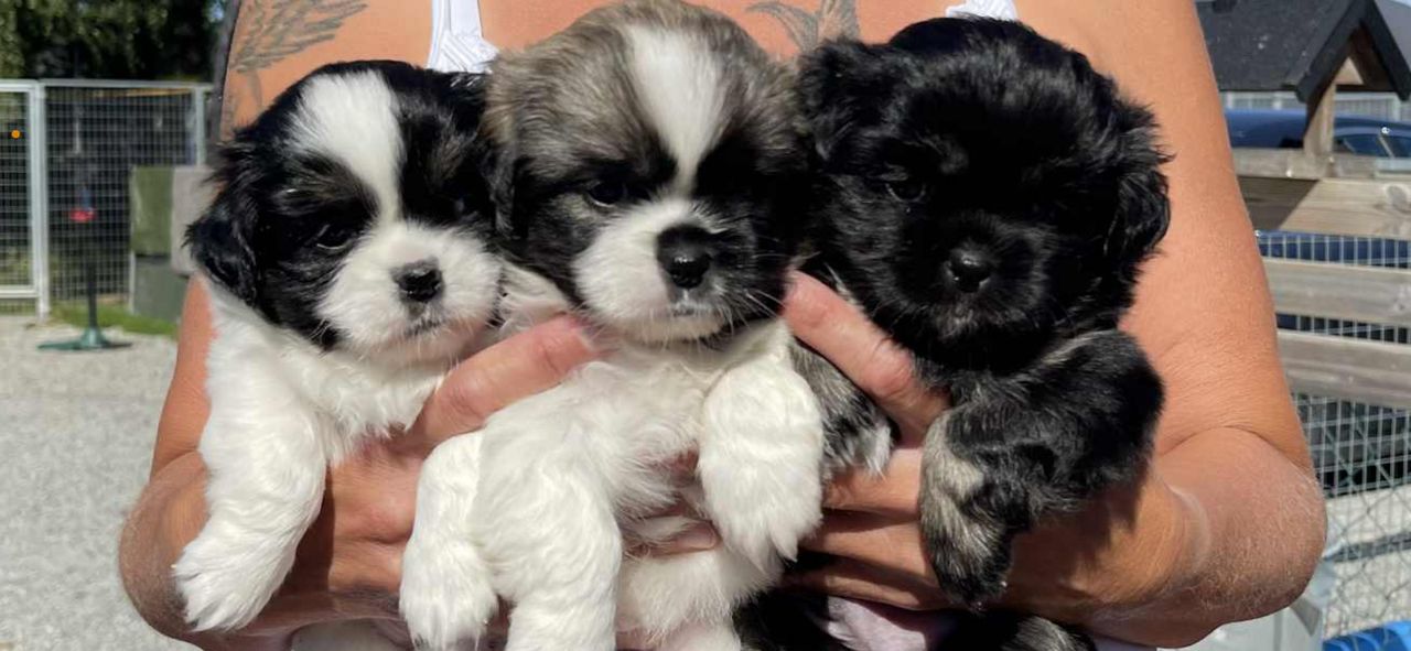 Tibetansk spaniel