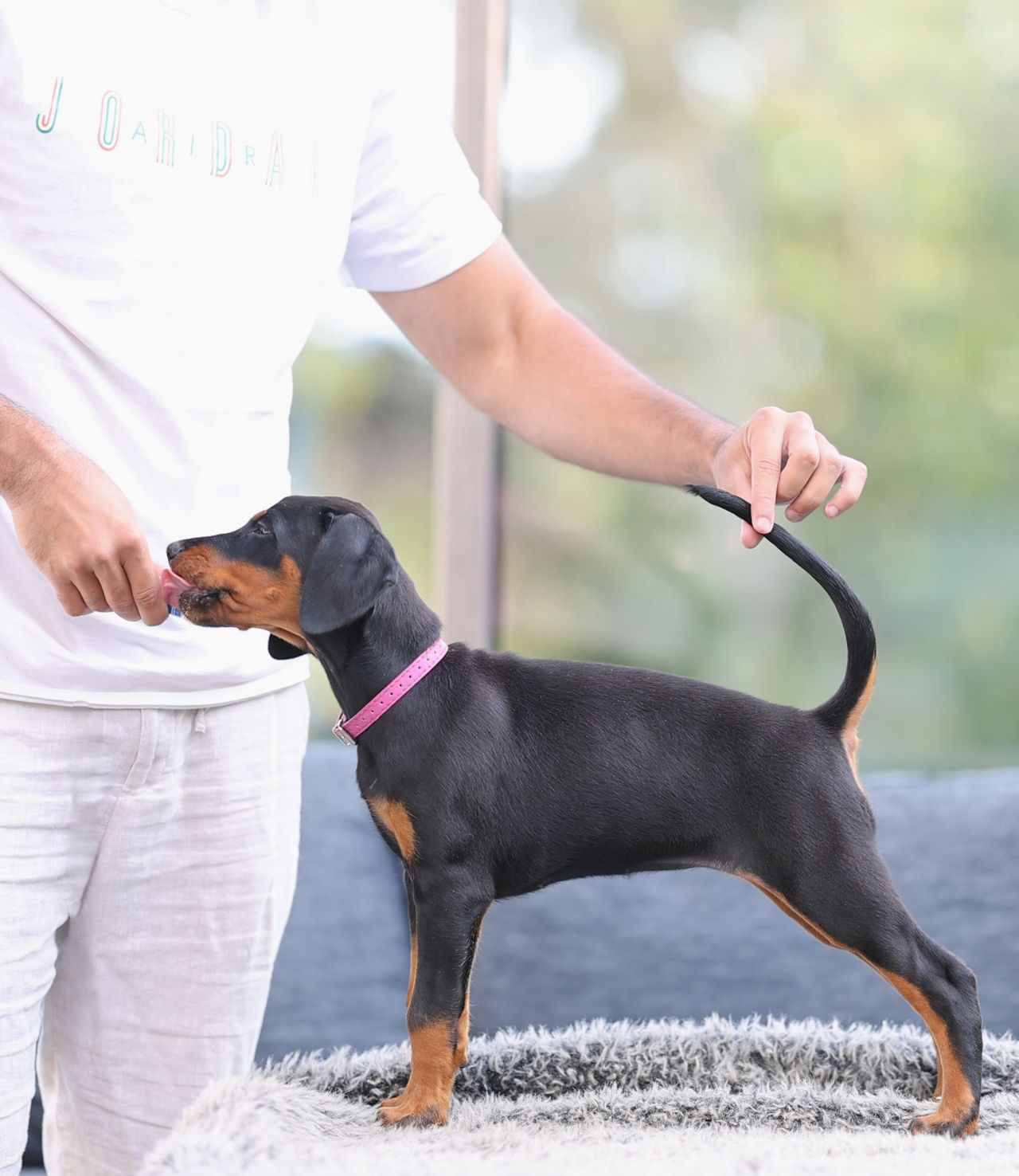 Dobermann
